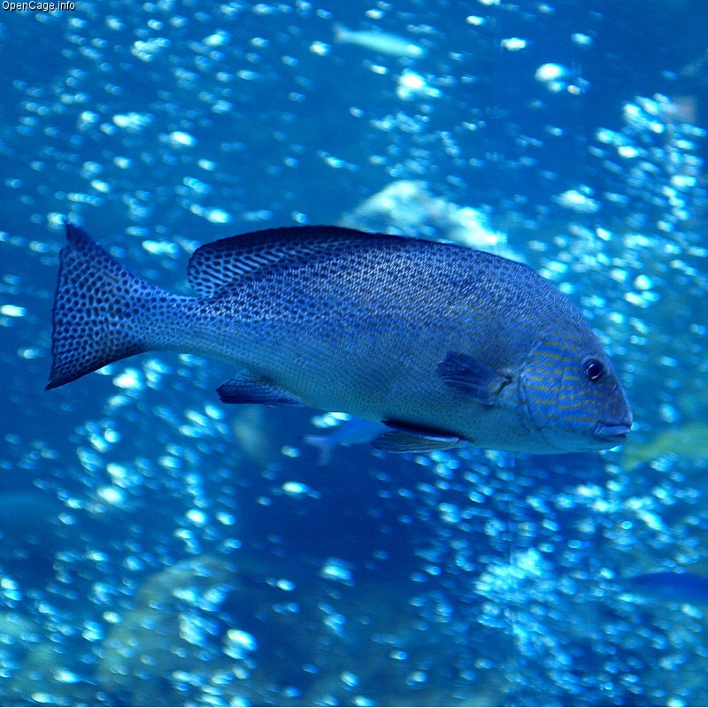 Painted Sweetlips