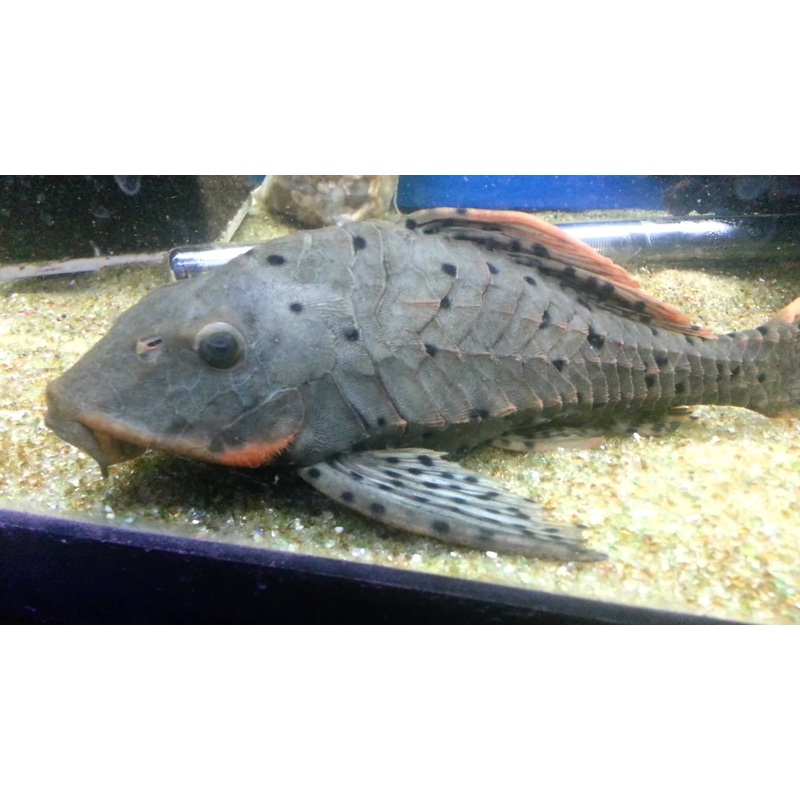 Pineapple Pleco