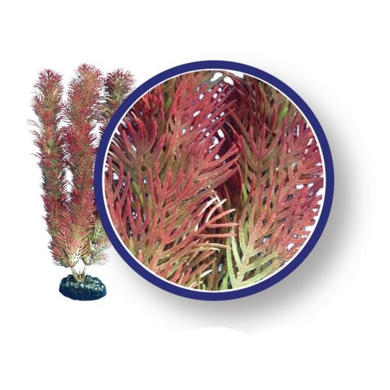 Red Cabomba