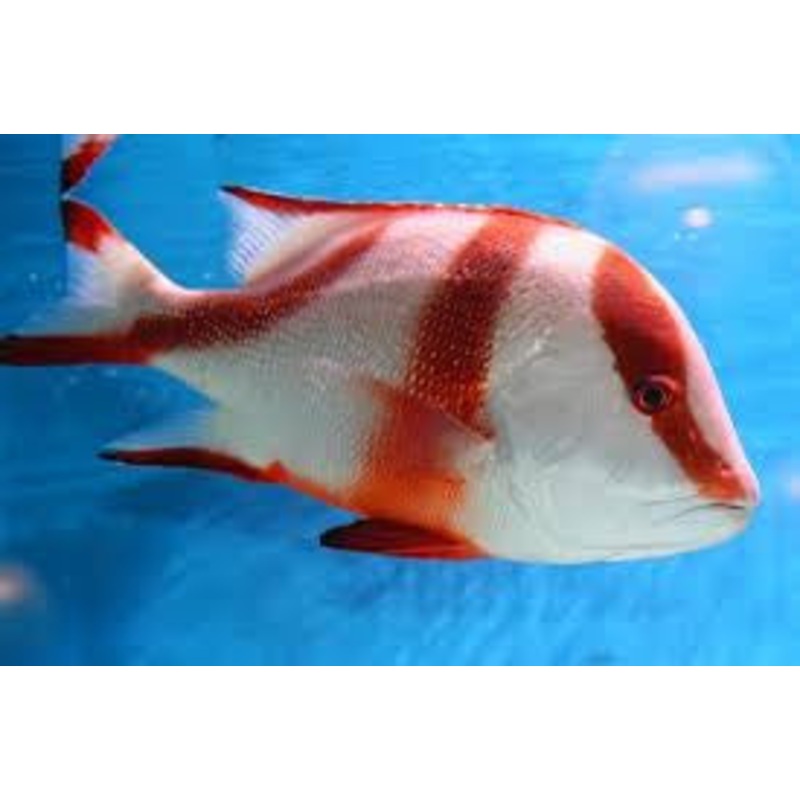 Red Emperor Snapper (medium)
