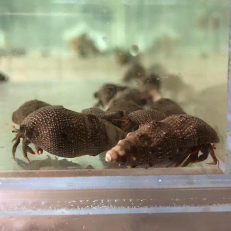 Red Leg Hermit Crab