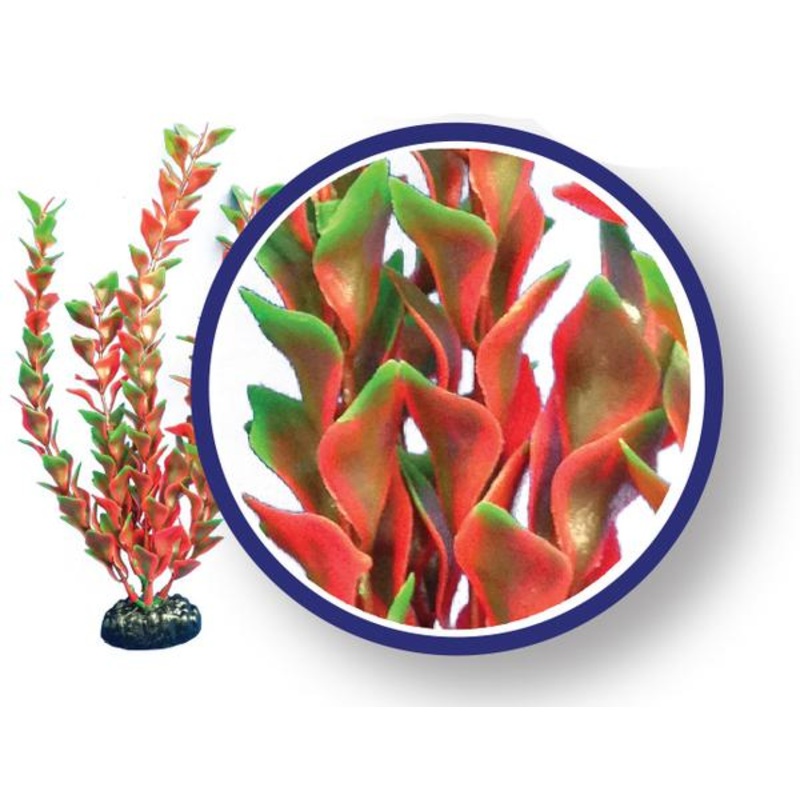 Red Ludwigia
