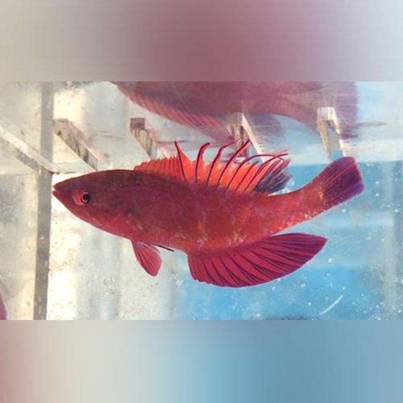 Scarlet Filament Wrasse