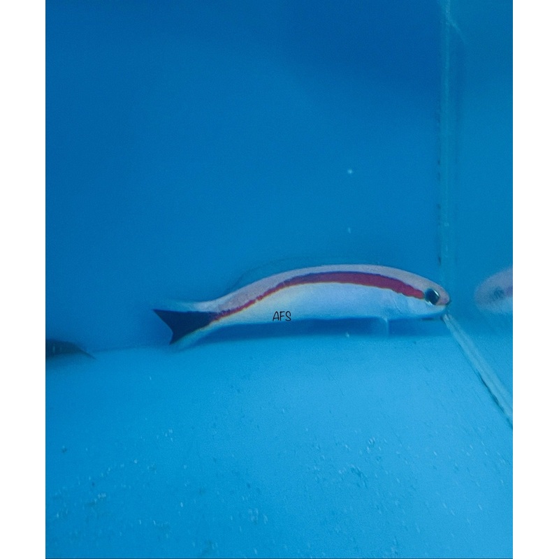 Skunk Tilefish Goby