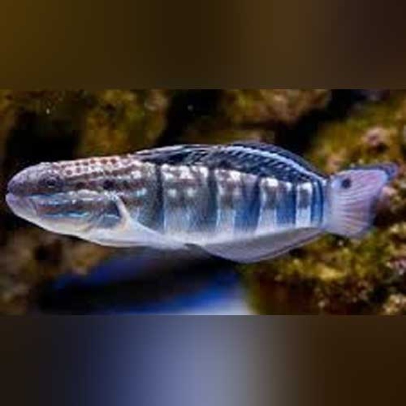 Sleeper Dragon Goby