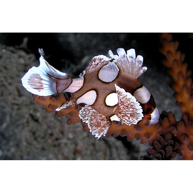 Spotted Sweetlips