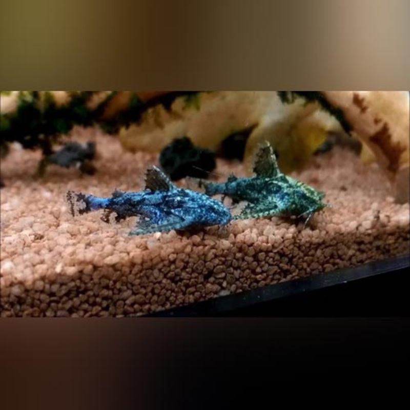Stone Catfish