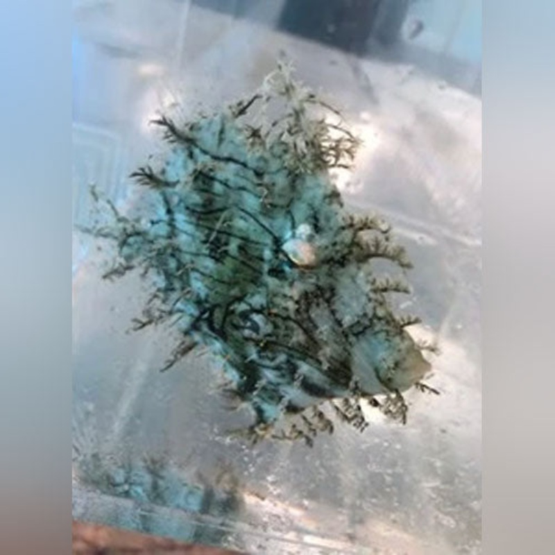 Tassel  Filefish