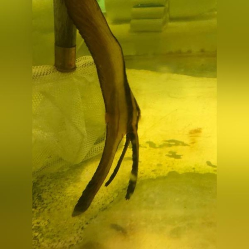 Teira Batfish