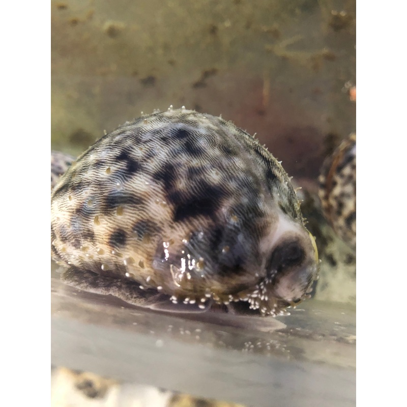 Tiger Cowrie