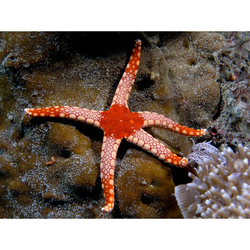 Tile Star