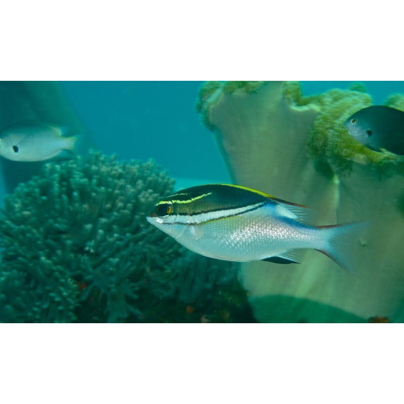 Two-line Snapper