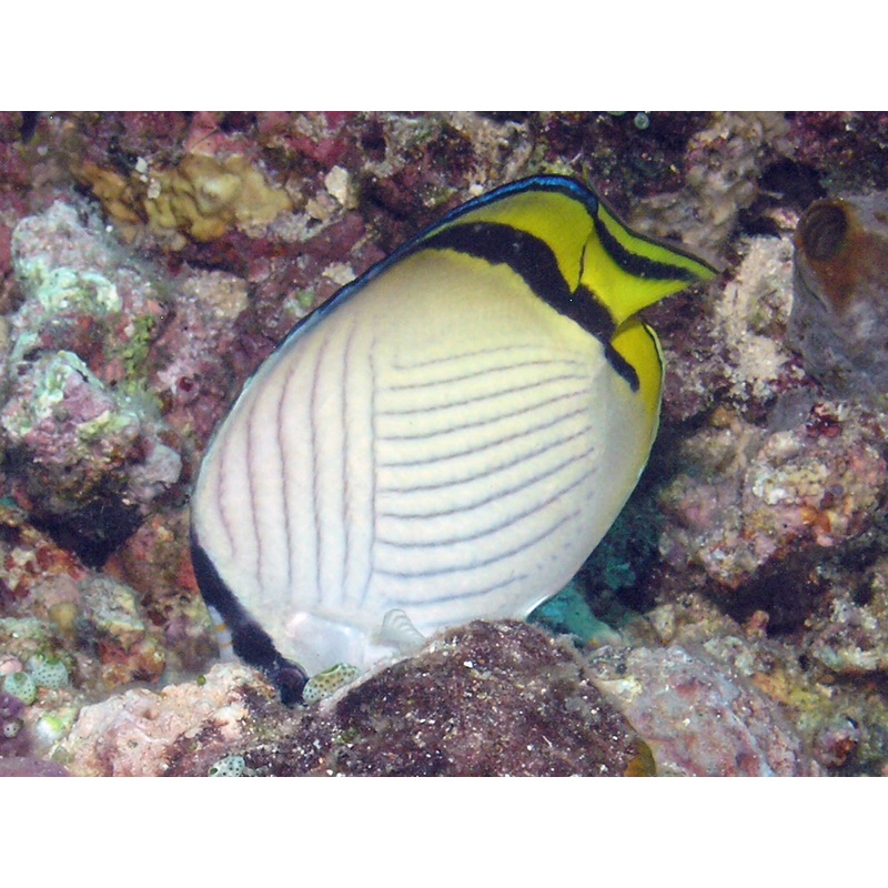 Vagabond Butterflyfish