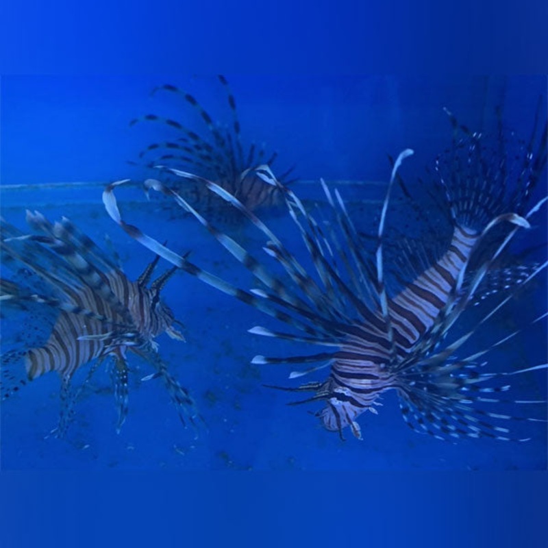Volitan Lionfish - Black