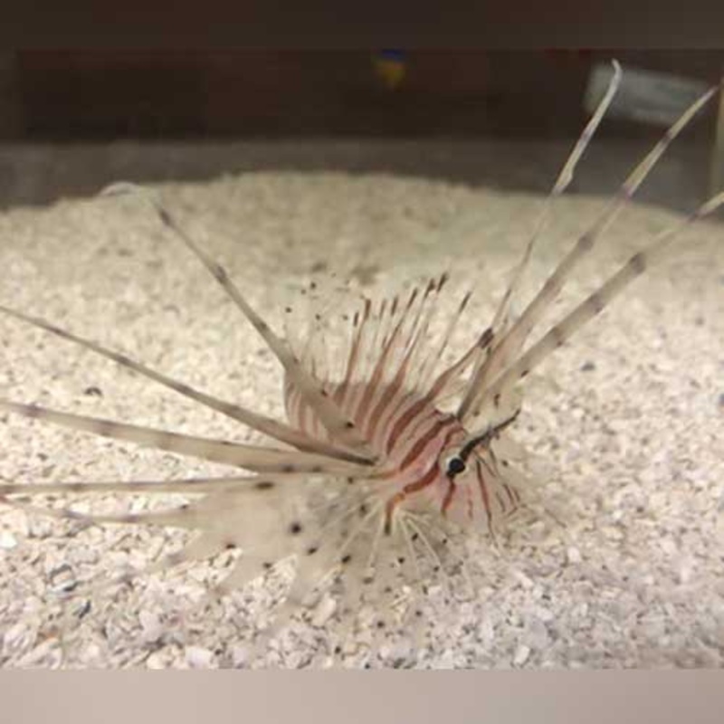 Volitan Lionfish (Red)