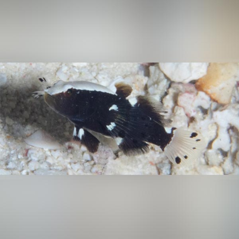 White Cap Goby