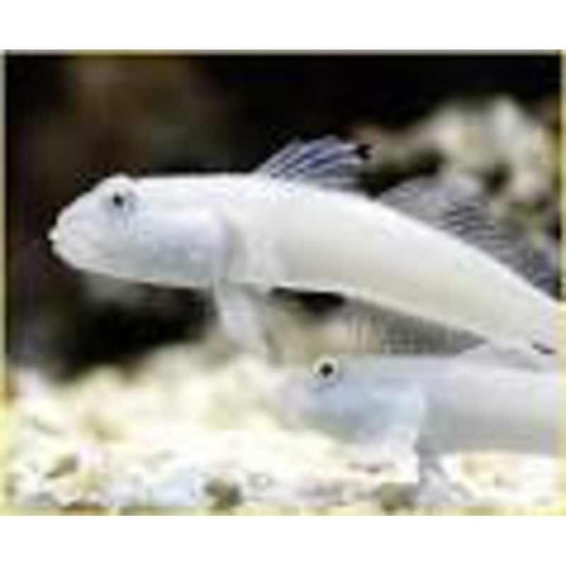 White Sleeper Goby