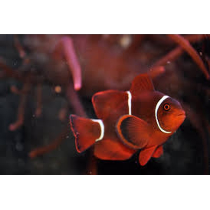 White Stripe Maroon Clownfish