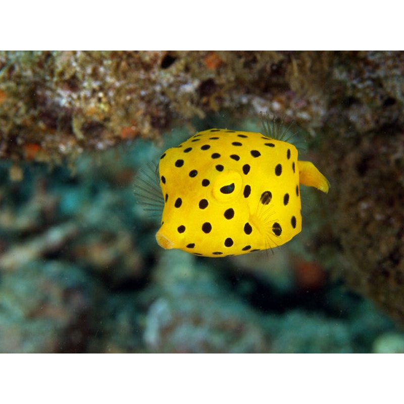 Yellow Cubicus Boxfish