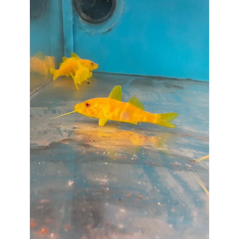Yellow Goatfish