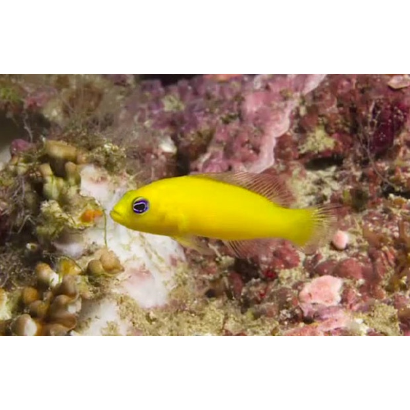 Yellow Pseudochromis