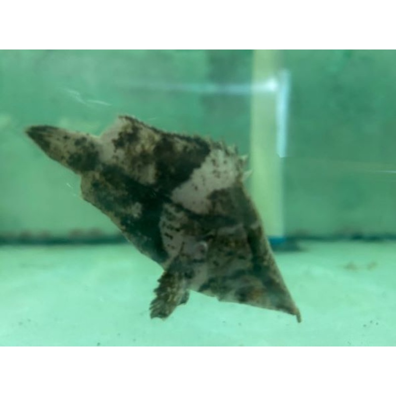 Amazon Leaf Fish