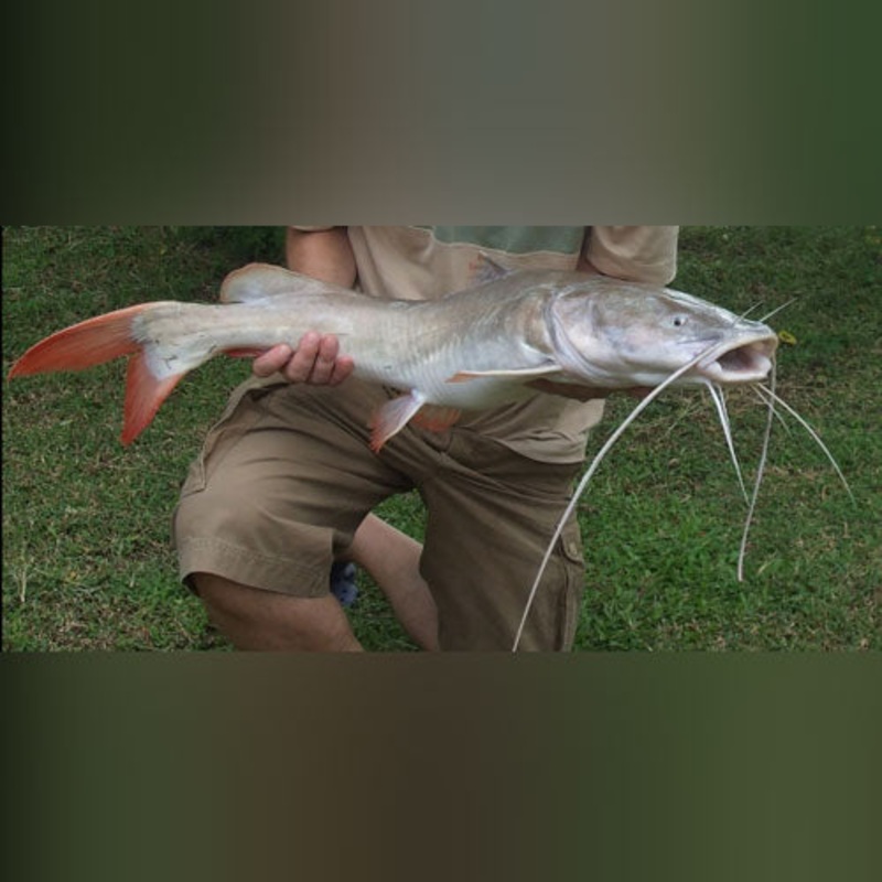 Asian Red Tail Catfish Albino
