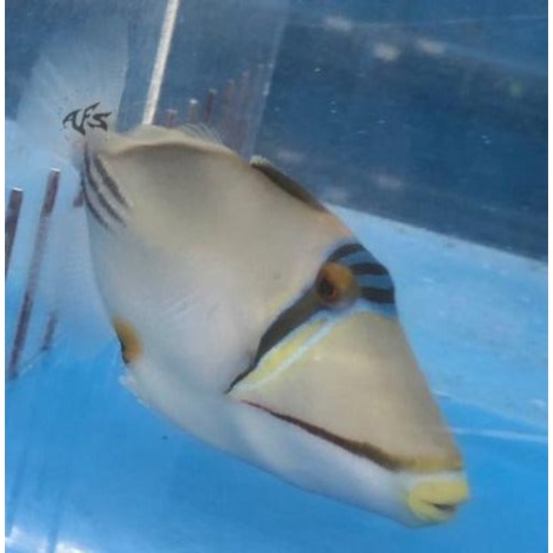 Assassi Triggerfish