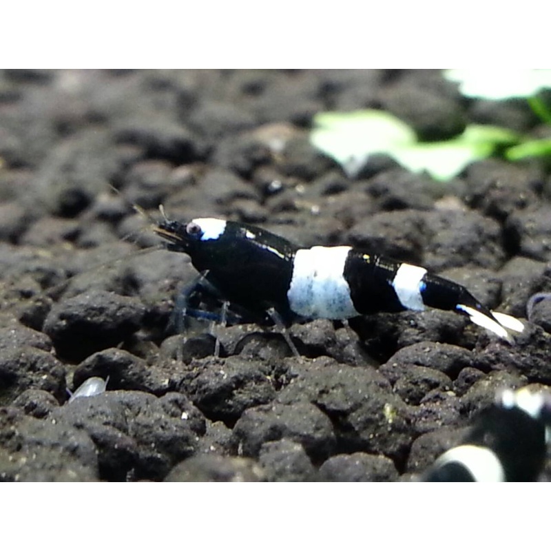 Black Panda Shrimp