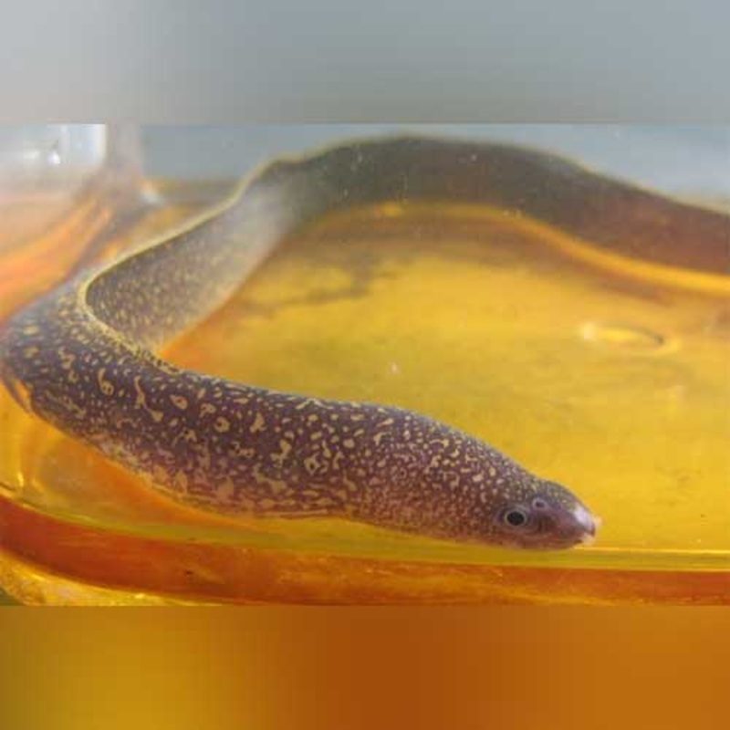 Brackish Snowflake Moray Eel