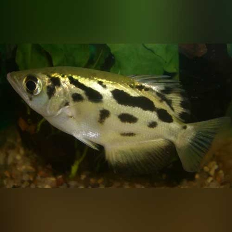 Burmese Archer Fish