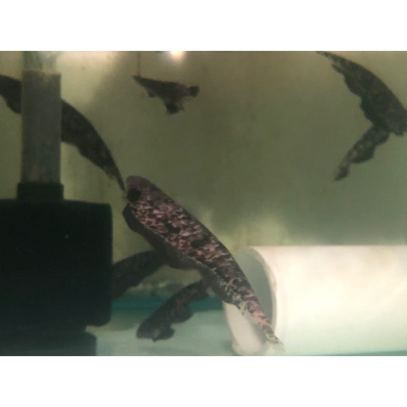 Clouded Knifefish