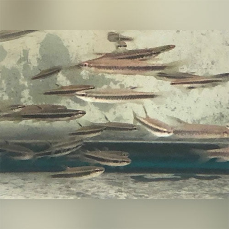 Copeina Splashing Tetra