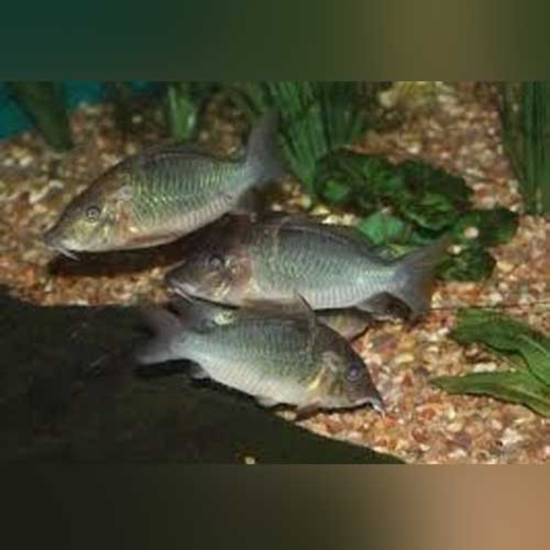 Cory Multiradiatus
