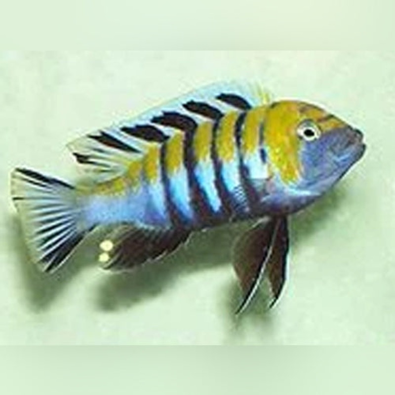 Cynotilapia afra Jalo Reef