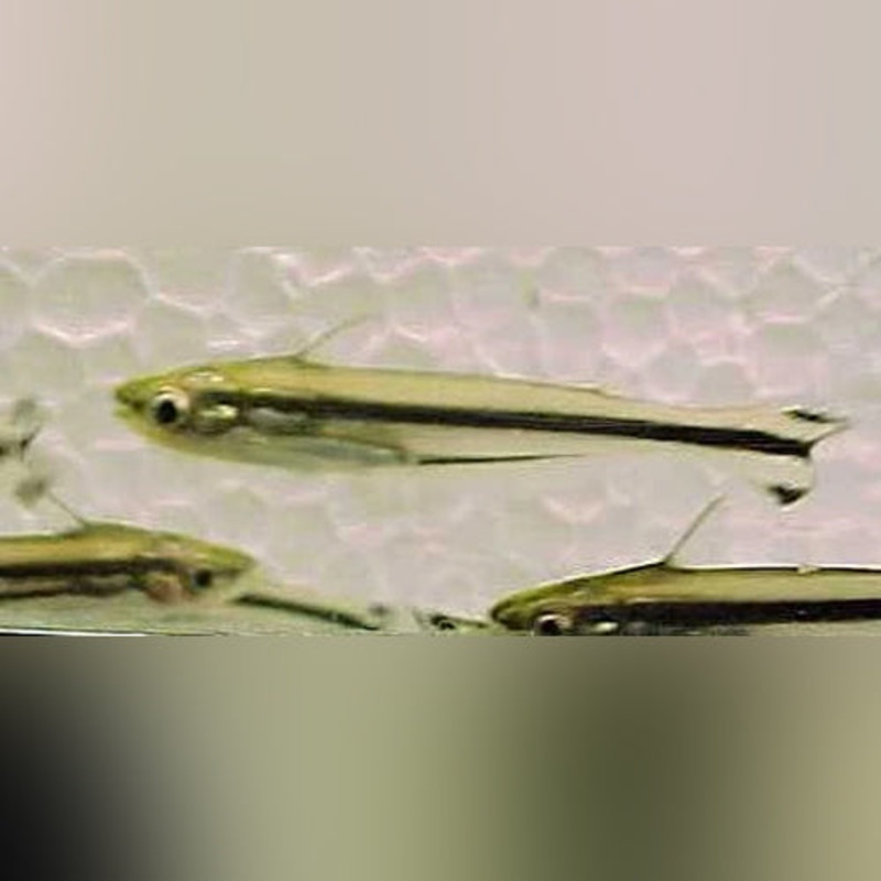 Debauwi Catfish