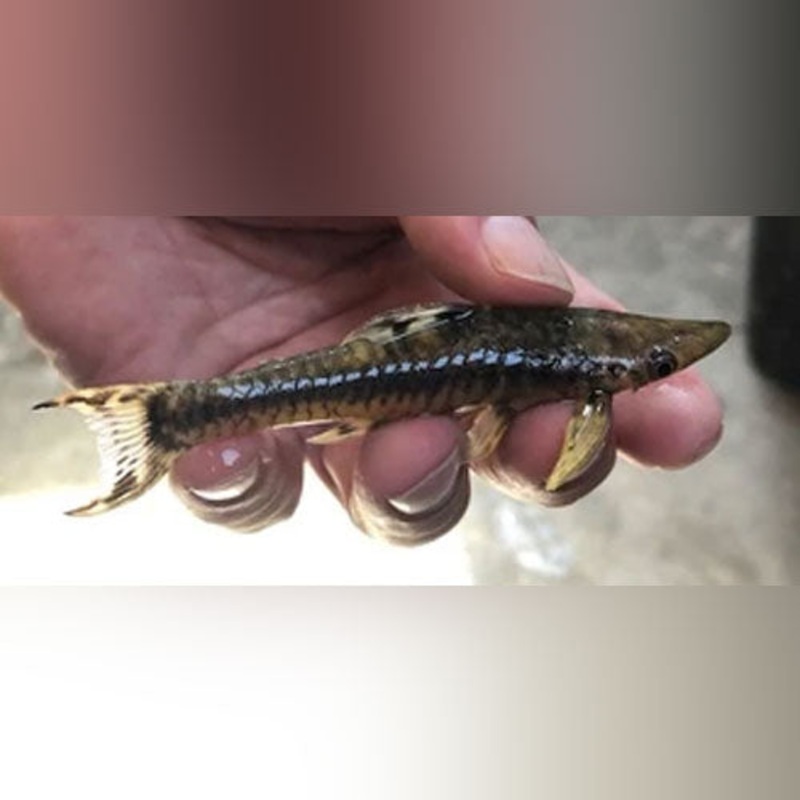 Giant Otocinclus