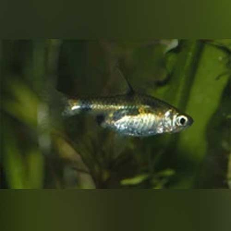 Gold Clown Barb