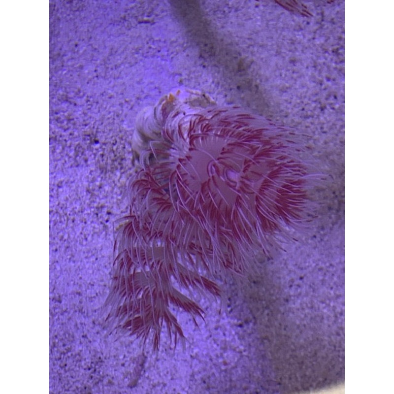 Hard Tube Coco Worm