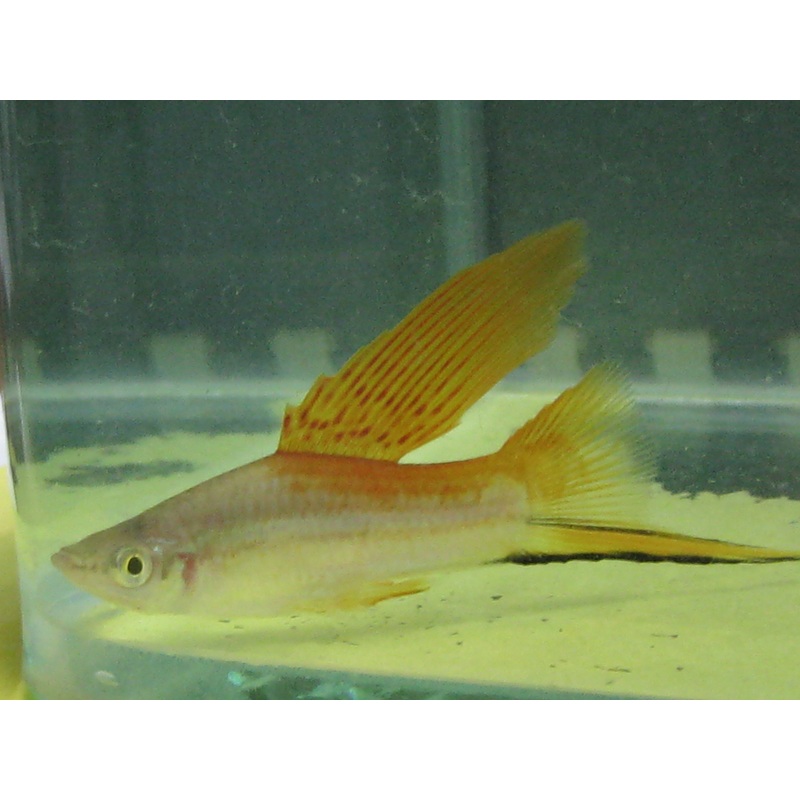 Hi Fin Neon Swordtail