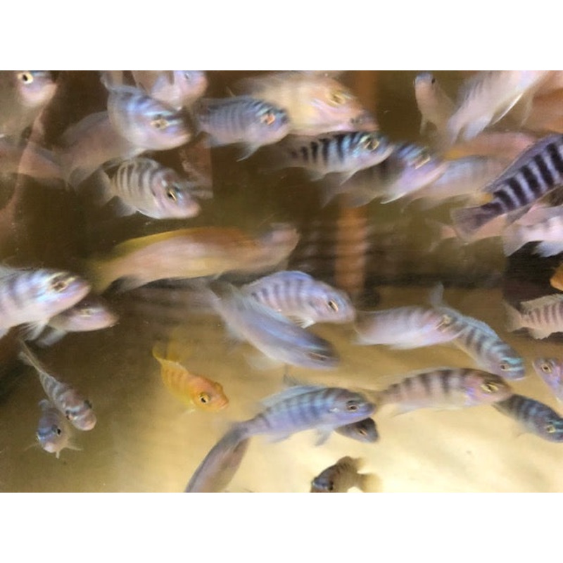 Kenyi Cichlid