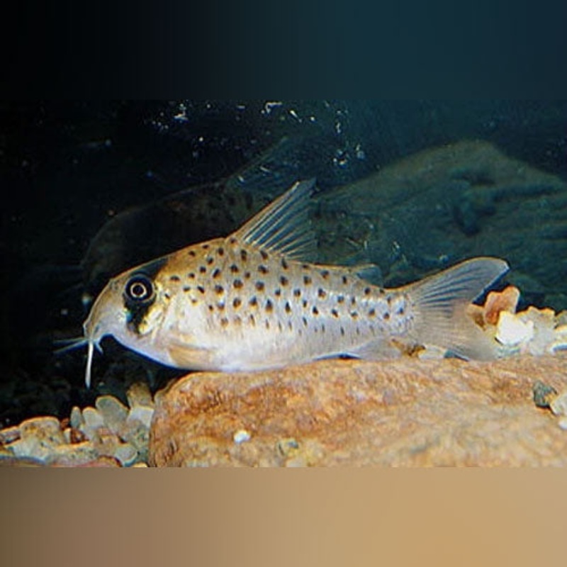 Lemon Cory