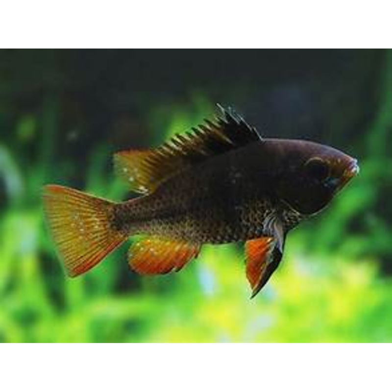 Midnight Black Ram
