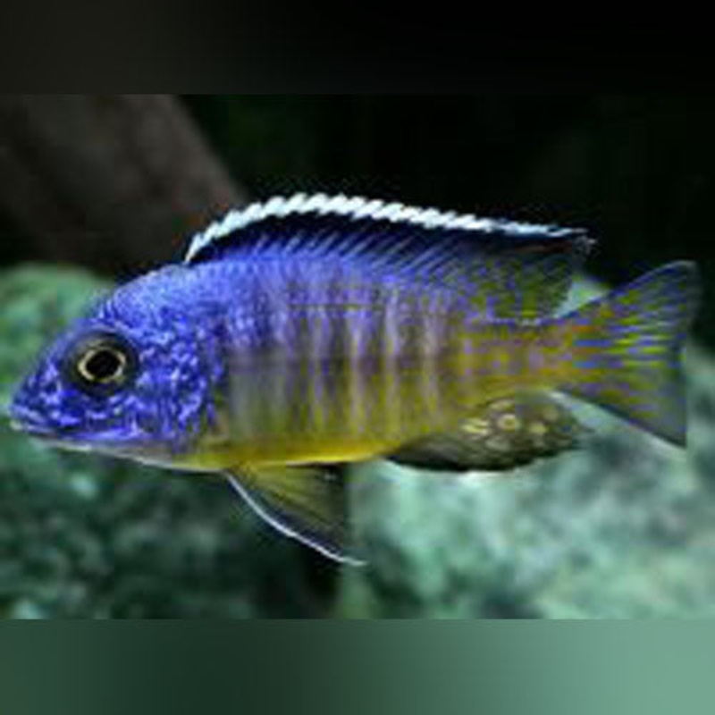 Midnight Peacock Cichlid