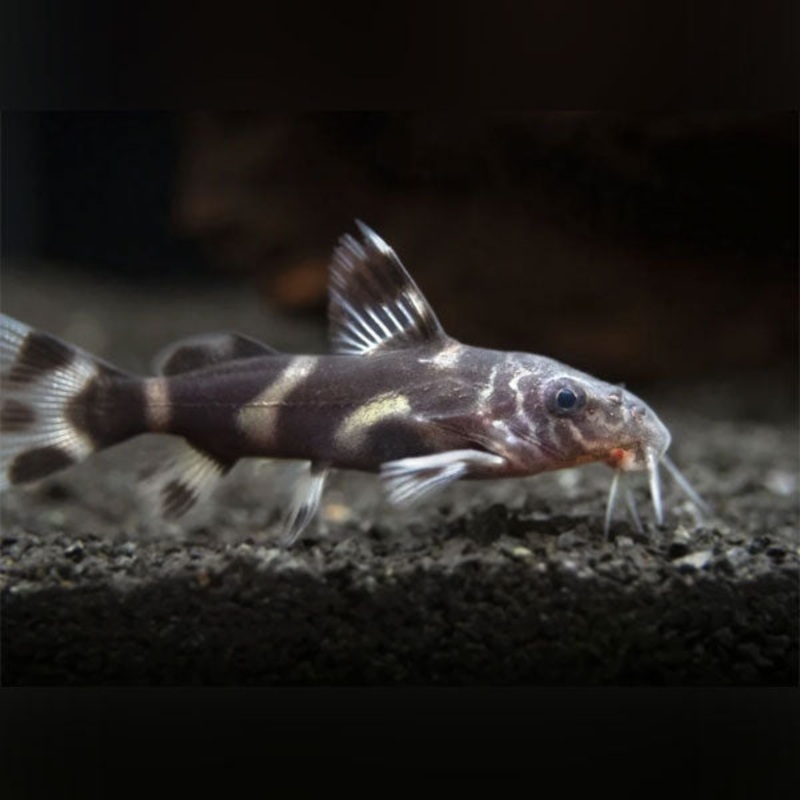 Mustard Catfish