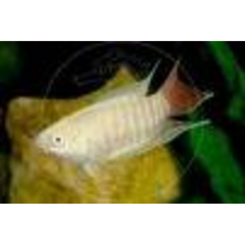 Paradise Fish Albino