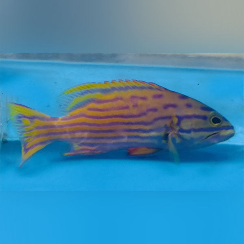 Polleni Grouper