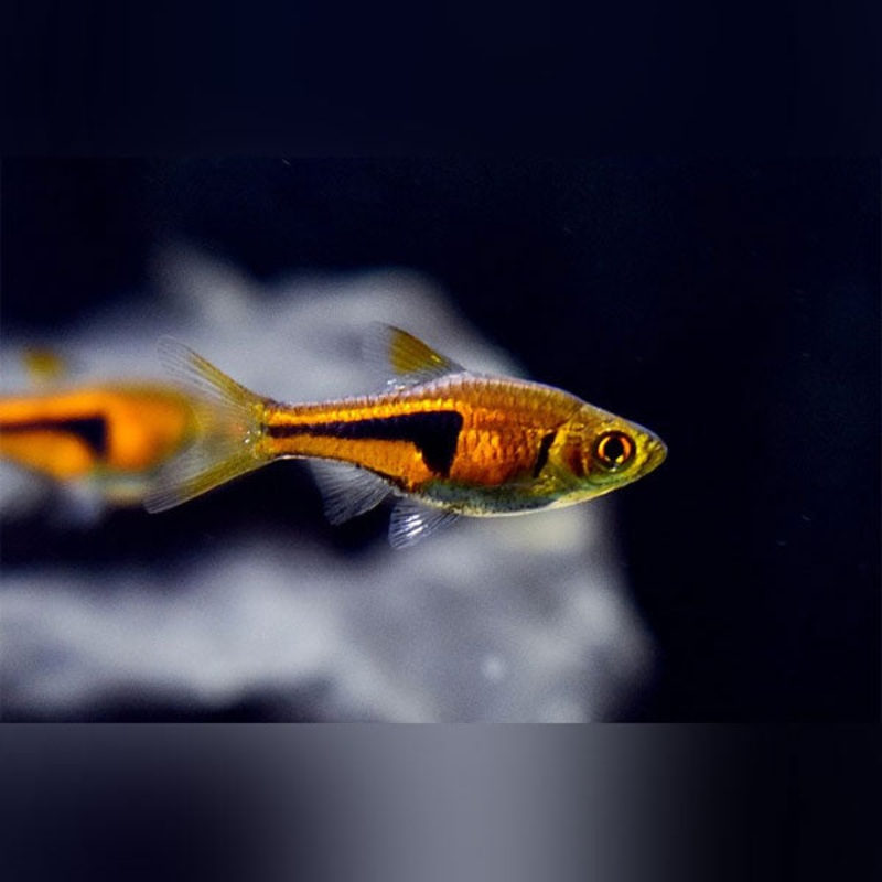Pork Chop Rasbora