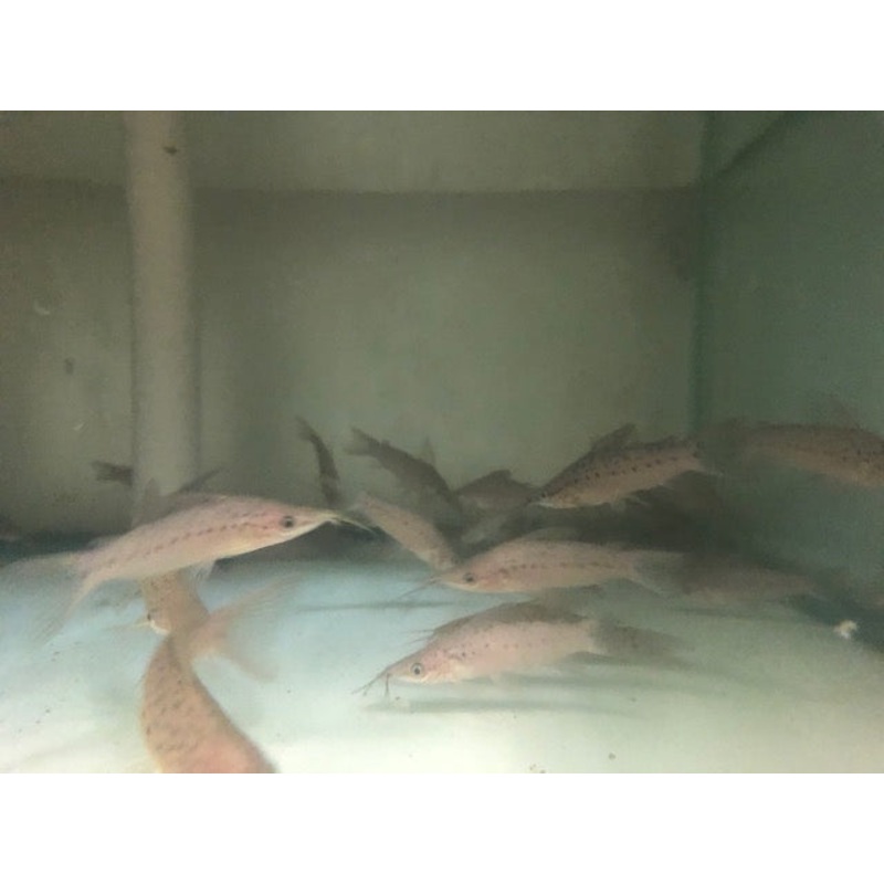Porthole Catfish