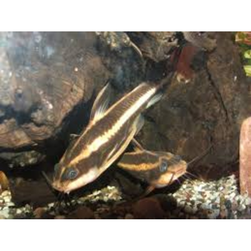 Raphael Catfish Striped